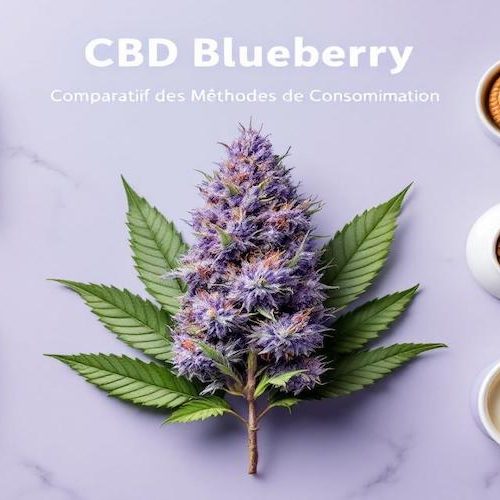 Fleur de CBD Blueberry Cultivée en Extérieur : Guide Complet d’Utilisation et de Consommation