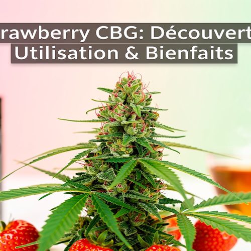 Strawberry CBG : Une Fleur aux Saveurs Fruitées et aux Vertus Intrigantes