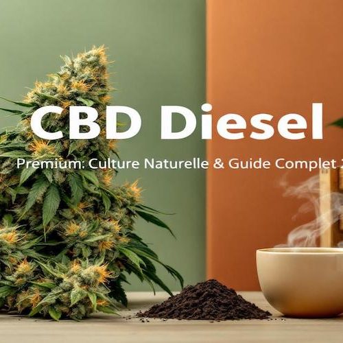 Fleur de CBD Diesel Premium : Qualité Naturelle et Expérience Unique