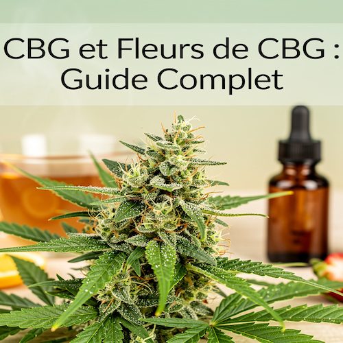 CBG, Fleurs de CBG : Comment les Consommer et Pourquoi Elles Suscitent l’Intérêt ?