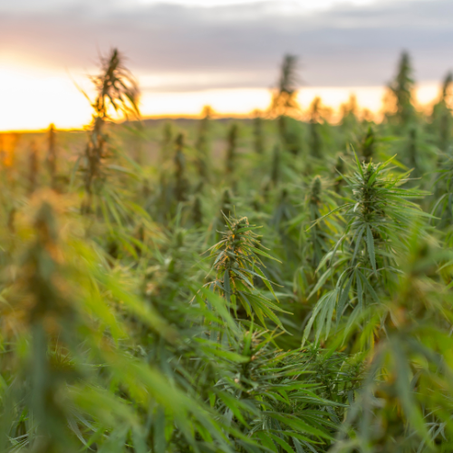 Les Différents Types de Culture de Fleurs de CBD