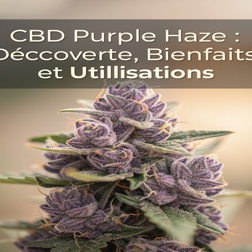 Purple haze CBD : Découverte, Bienfaits et Guide d’Utilisation