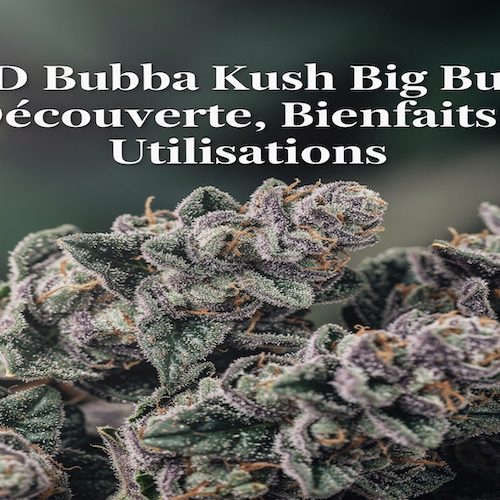 CBD Bubba Kush Big Buds : Découverte, Bienfaits et Utilisations